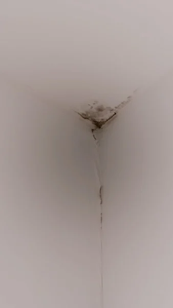 Professional painter repairing peeling paint on a wall in Adelaide